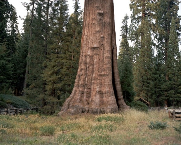 Sentinel Tree #0906-1437 (2,150 years old; Sequoia National Park, California) - Sequóia de 2.150 anos na Califórnia (EUA)