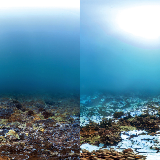 Coral em Kahului Point, na ilha de Maui, no Havaí, em agosto de 2015 e, à dir., menos de três meses depois