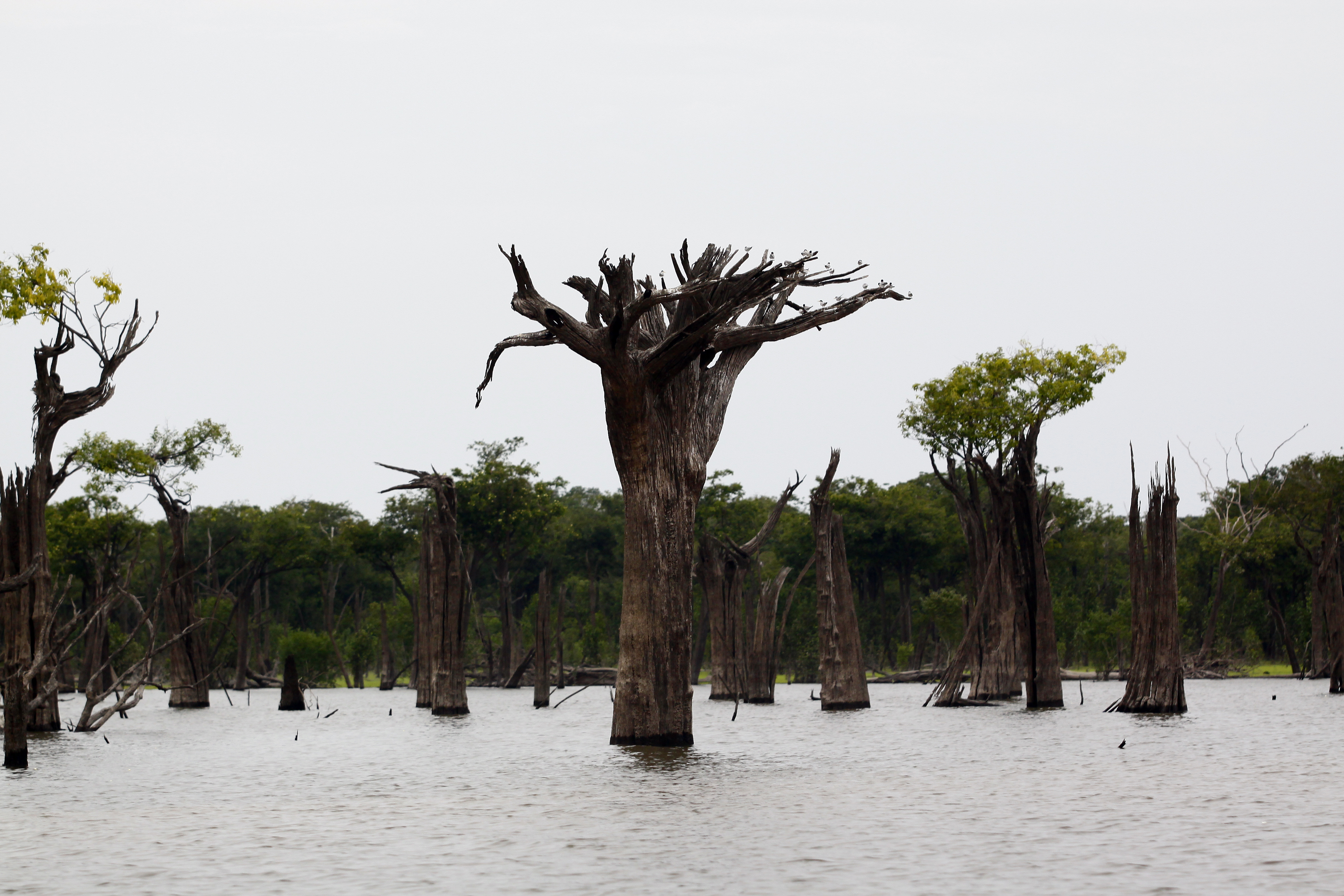 De cima para baixo: Mata de igapó na cheia do rio Camarão – cena comum no período de chuvas, entre dezembro e junho.