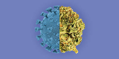 Cannabis e coronavírus: o que esperar dessa associação?