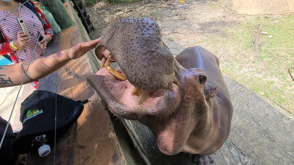Vanessa, a hipopótamo mascote do parque, tem 14 anos. Ela foi abandonada e rejeitada por seu rebanho ainda recém-nascida e se acostumou com a presença de humanos