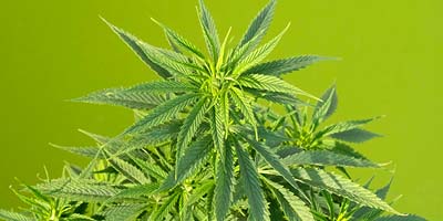 O que outros países nos ensinam sobre a Cannabis?