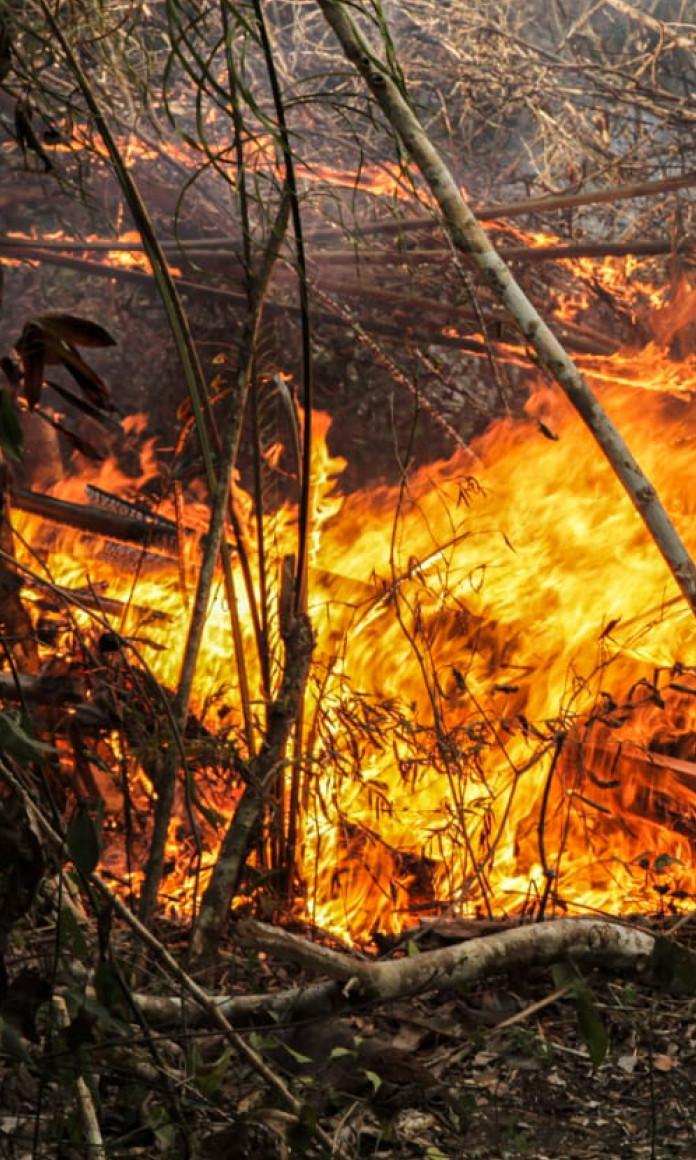 incêndio da floresta