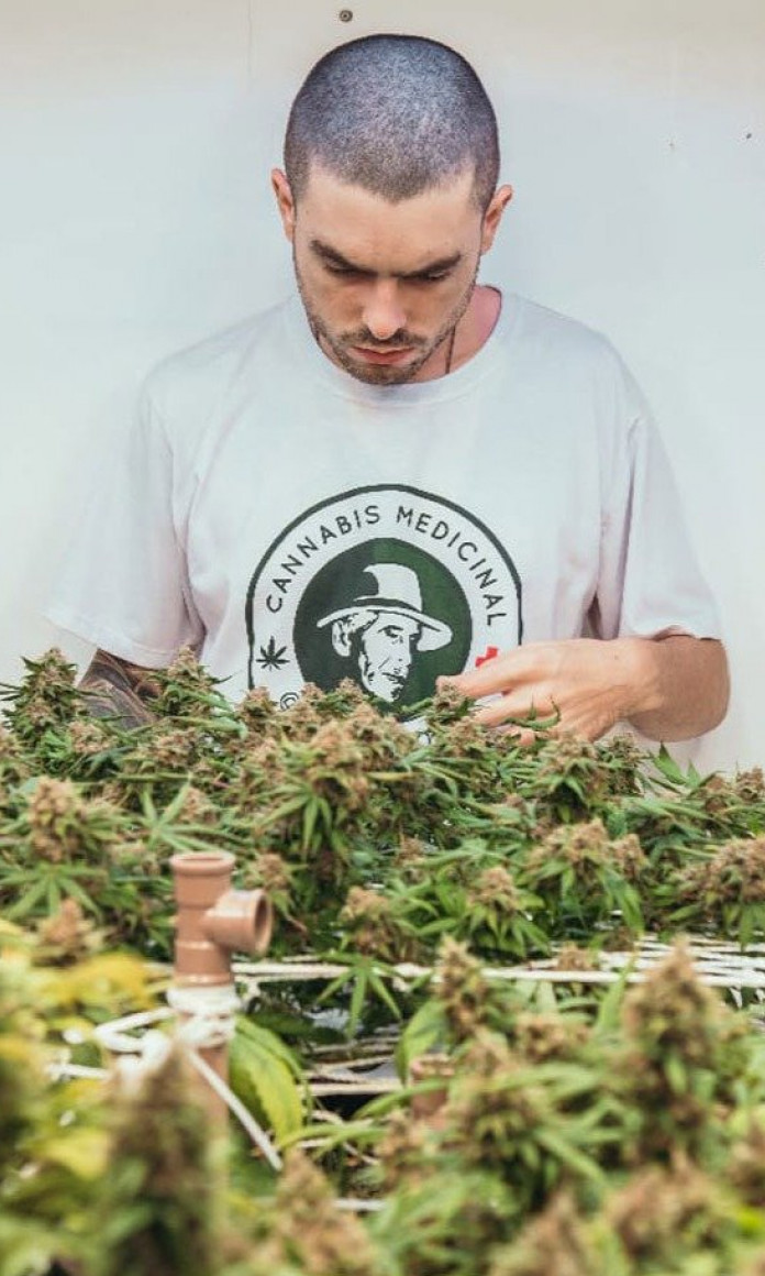 Homem branco de cabelo raspado cultiva flores de cannabis
