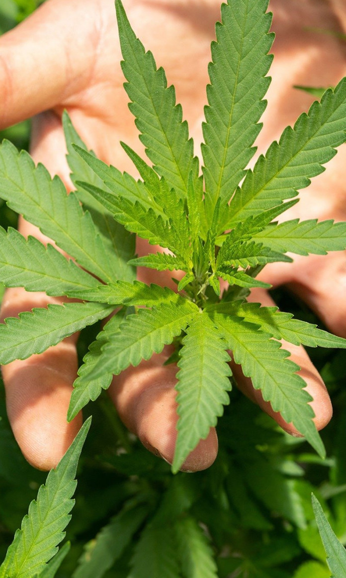Mão segurando uma folha de Cannabis