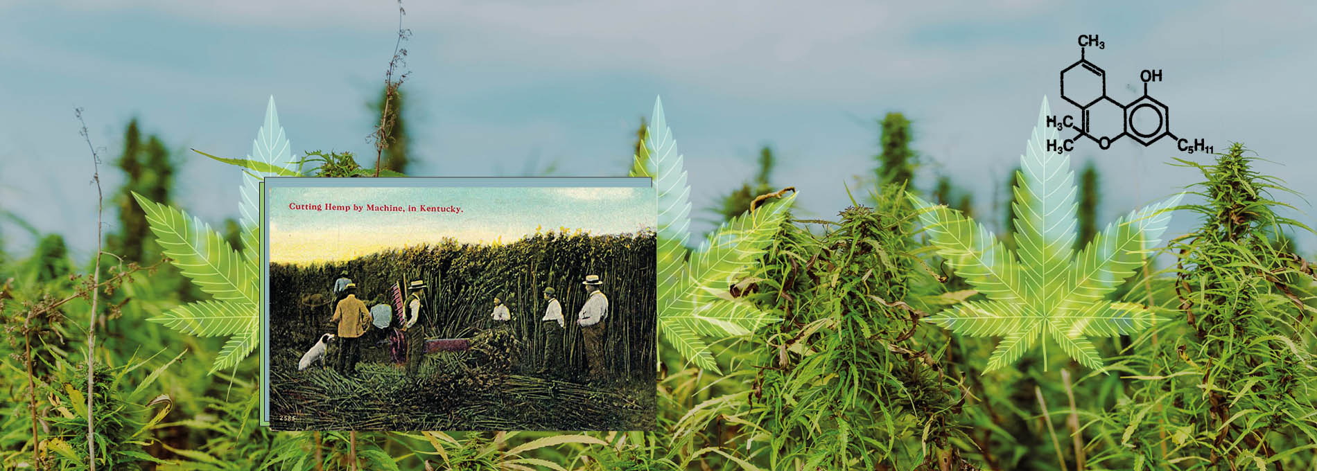 Plantação de maconha com colagem de uma propaganda antiga de uma fazenda de maconha no Kentucky, com uma ilustração da fórmula química do tch