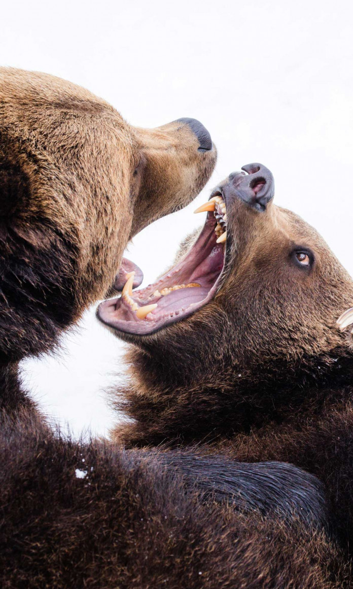 Casal de ursos marrons brigando