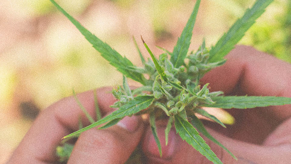 “Para quem depende da Cannabis medicinal para ter saúde física ou mental, esse passo significa um respiro.