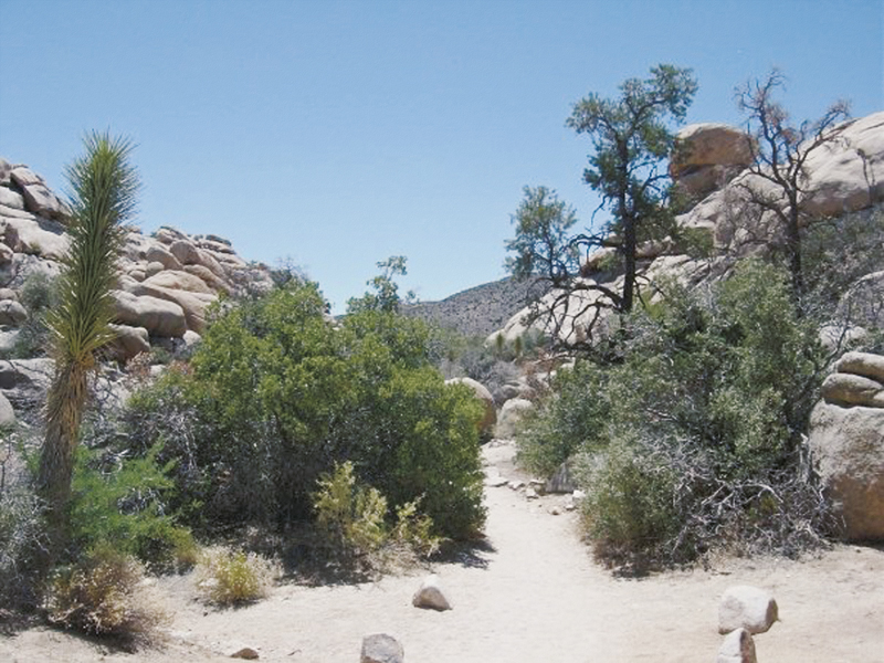 Joshua Tree National Park
