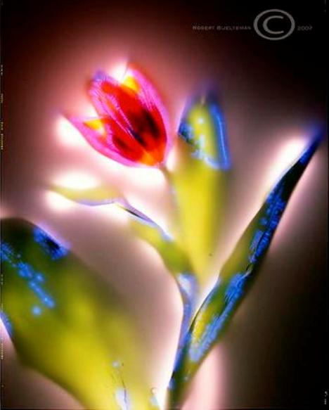 Ilustração de Tulipa