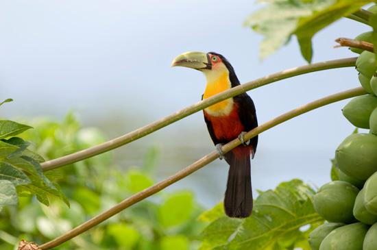 Tucano-de-bico-verde