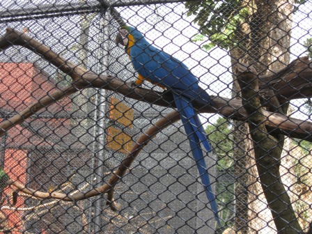 Pude comprovar que observar araras e pentear macaco (ou a Neguinha, minha cachorra) é terapêutico!