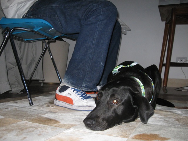 Até o dog torcia para o Brasil