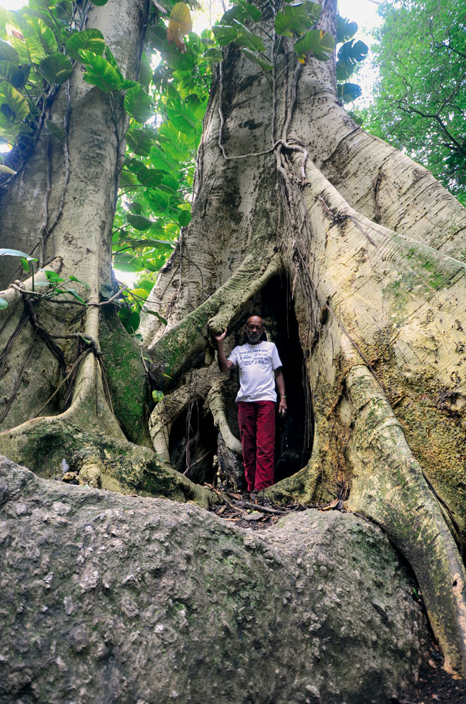Em frente à figueira da floresta da Urca