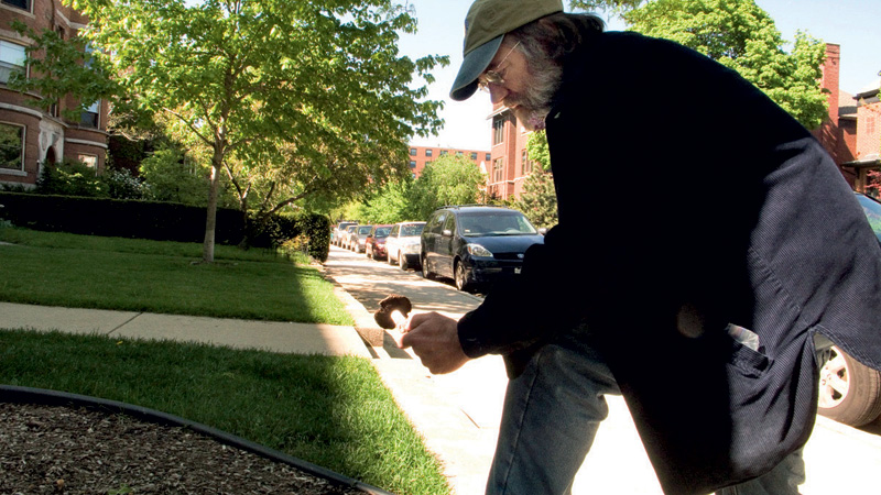 Em uma calçada em Chicago, descobre um Amanita venenoso em um canteiro