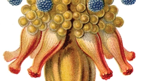 Sobrevivência da espécie