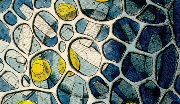 Sobre tigres e cães