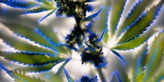 Fotografia sem câmera