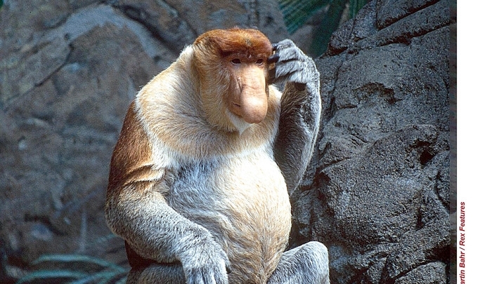 Angústia do pau pequeno