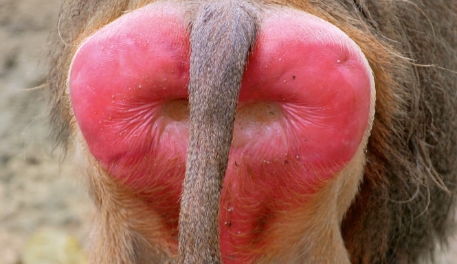 O enigma de M. Butterfly