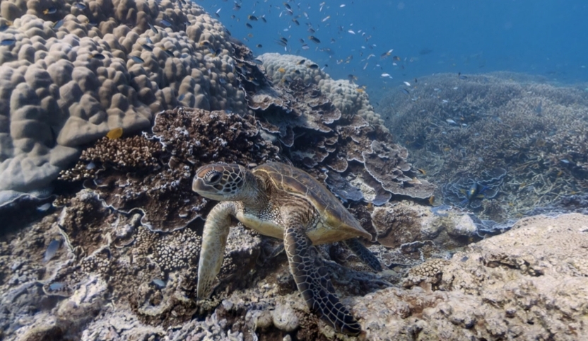 A Grande Barreira de Coral