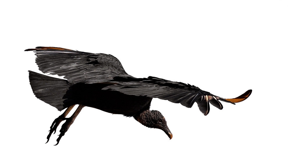 Perigo: Urubu à vista