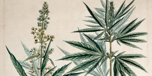 Maconha é veneno ou remédio?