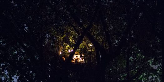 À meia-noite, no topo de uma  árvore,  de frente pro Tietê