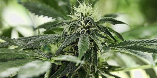 Jamaica legalizou a maconha