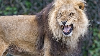 Por que machos são monógamos (são?!)?