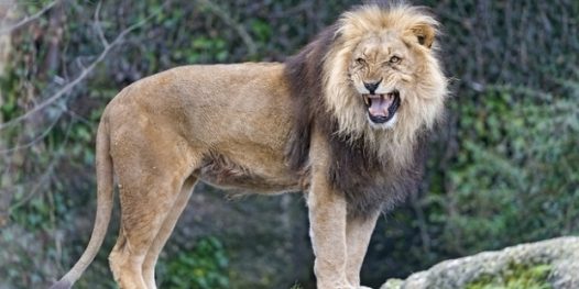 Por que machos são monógamos (são?!)?