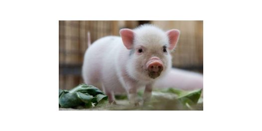 Porcos transgênicos que não crescem