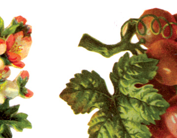 Culinária para meninas que não sabem (nem querem) cozinhar