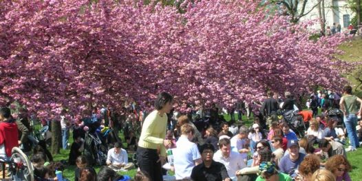 Uma foto: as cerejeiras da primavera