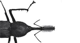 Equilíbrio à força