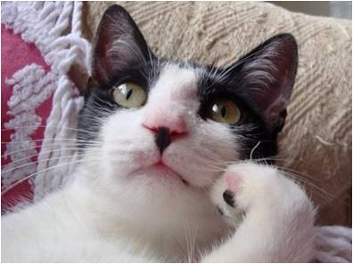 Bazar de Natal da Adote um Gatinho