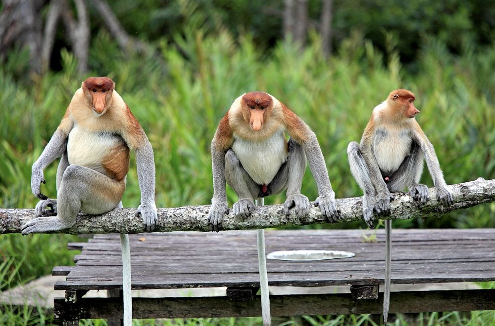 O uso linguístico do pênis