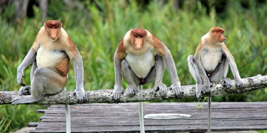 O uso linguístico do pênis