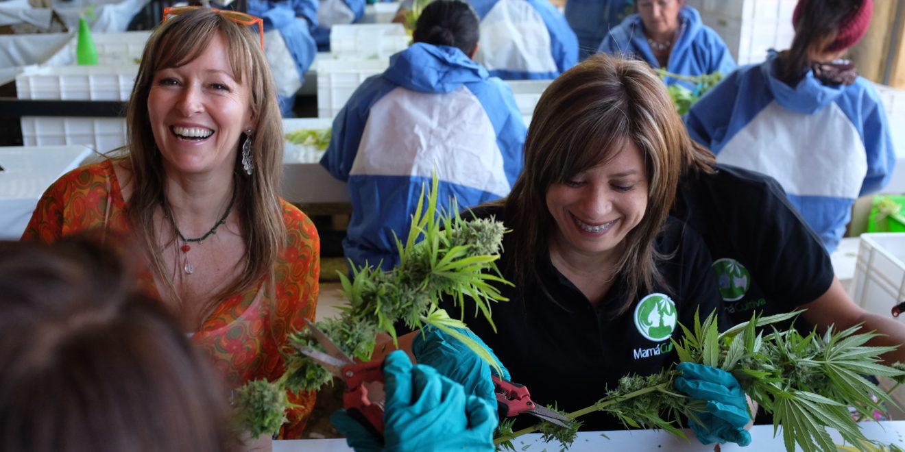 Foi a mamãe que plantou