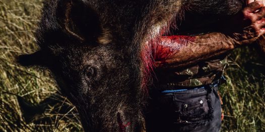 A caça de javalis no Brasil