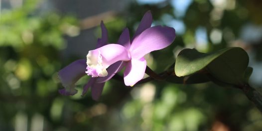 Orquídeas marginais