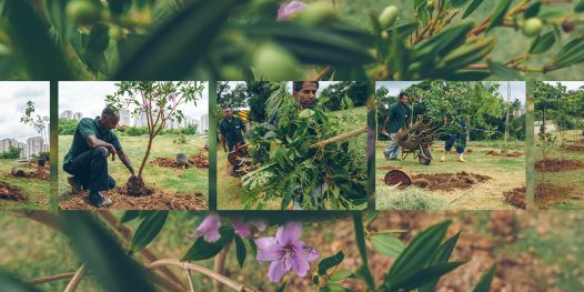 Você é o que você planta