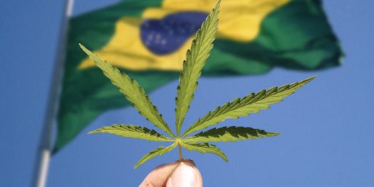 5 anos que mudaram a maconha medicinal no Brasil