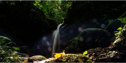 O renascimento do rio Pinheiros