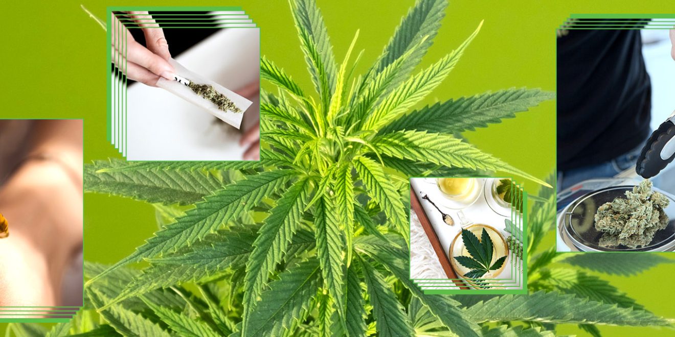 Maconha CBD Planta Chá Cigarro