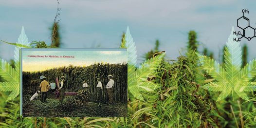 Fabrício Pamplona: Tá virando tudo mato por aqui